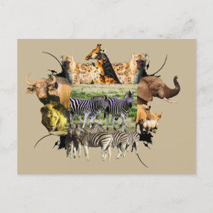 Carte Postale Cadre faunique africain Zebra Couple