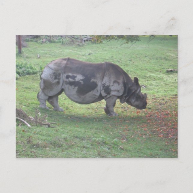 CARTE POSTALE CAE5ULC1 (Devant)