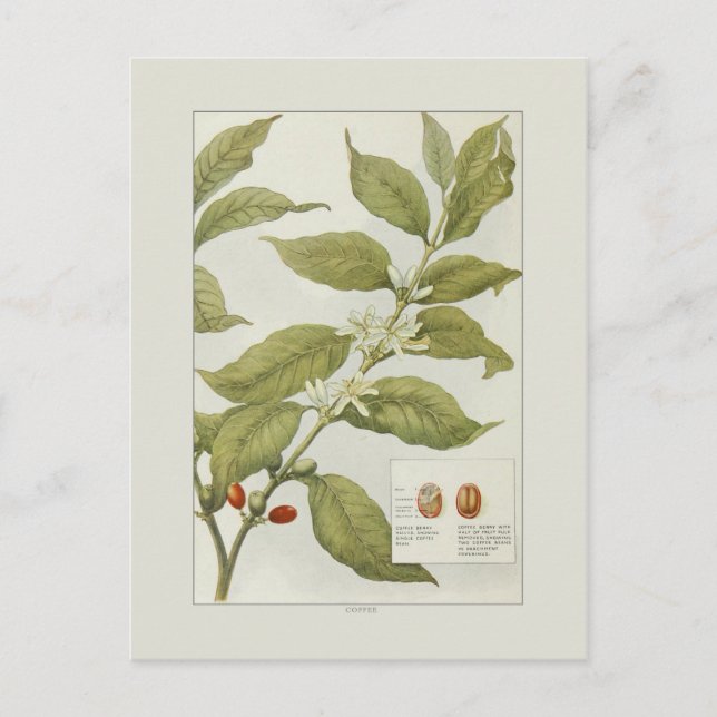 Carte Postale Café (Devant)