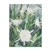Carte postale Cahaba Lilies