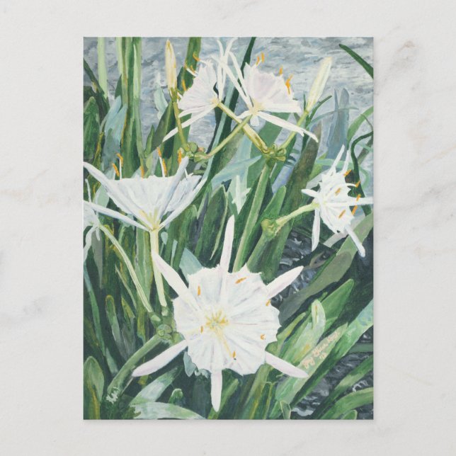 Carte postale Cahaba Lilies (Devant)