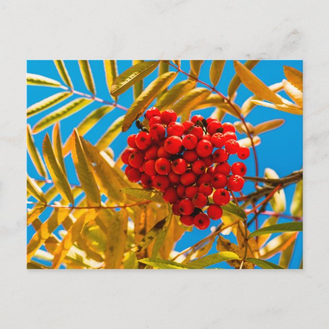 Carte Postale Cairelle (Devant)