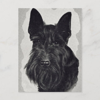 Carte Postale cairn terrier