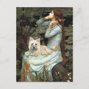 Carte Postale Cairn Terrier 4 - Ophelia assise