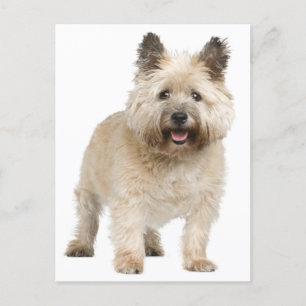 Carte postale Cairn Terrier Chien Chien Chien