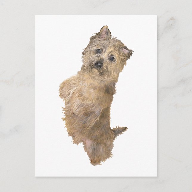 Carte Postale Cairn Terrier debout (Devant)