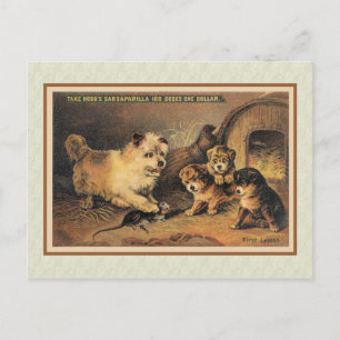 Carte Postale Cairn Terrier Dog et ses chiots