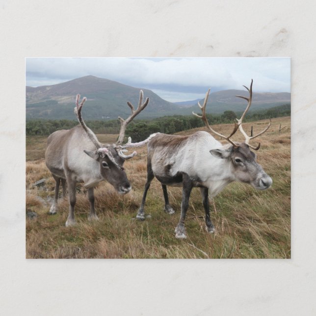 Carte postale Cairngorm Reindeer (Devant)