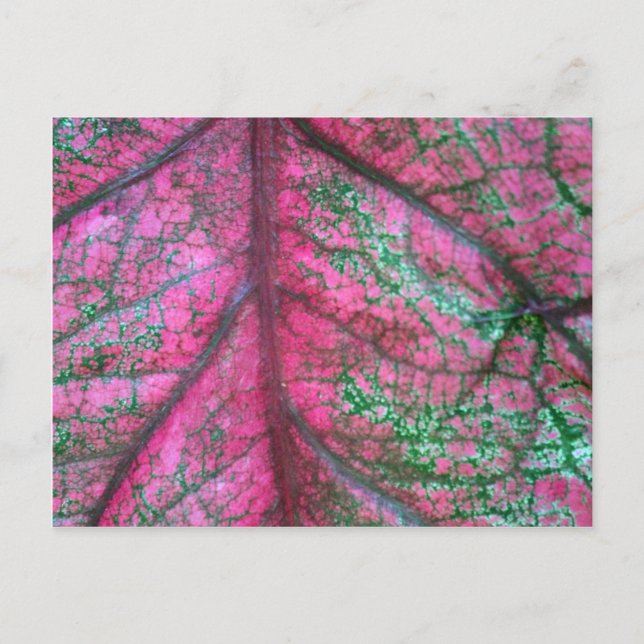 Carte Postale Caladium Feuilles rouges et verts (Devant)