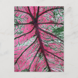 Carte Postale Caladium Feuilles rouges et verts
