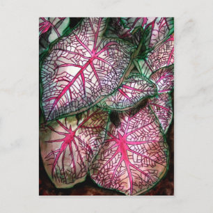 Carte Postale caladiums-grands