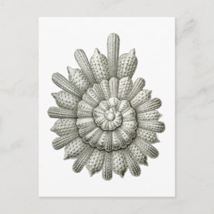 Carte Postale Calcarina clavigera Ernst Haeckel Beaux-Arts