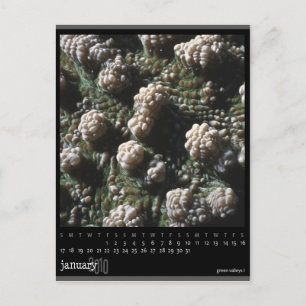 Carte Postale calendrier janvier 2010