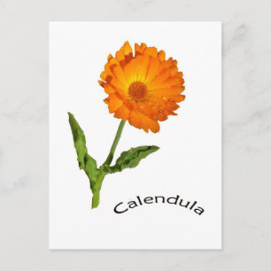 Carte postale - Calendula