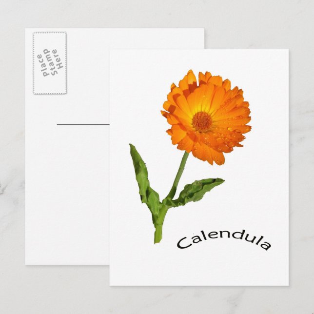Carte postale - Calendula (Devant / Derrière)