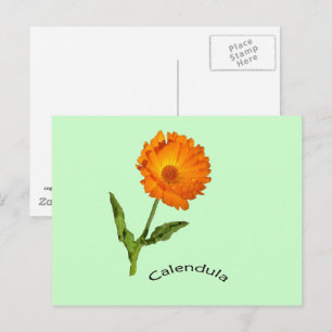 Carte postale - Calendula avec étiquette