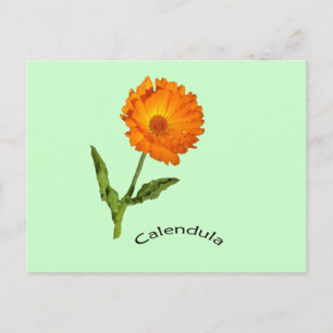 Carte postale - Calendula avec Étiquette