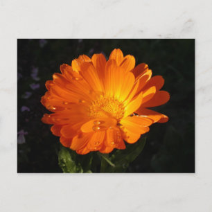 Carte Postale Calendula officinalis