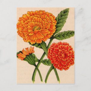 Carte Postale calendulas en orange