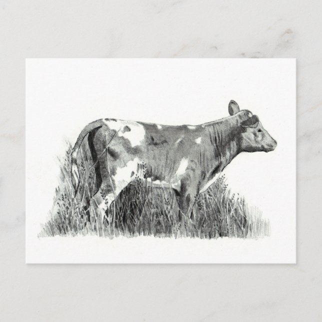 CARTE POSTALE CALF À PENCIL (Devant)