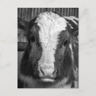 Carte Postale Calf de taureau laitier Young Holstein en noir et 