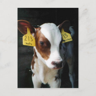 Carte Postale Calf Laitier Calves Bébé Vaches Ferme Kelly Photo