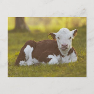 Carte Postale Calf Repose