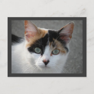 Carte postale Calico