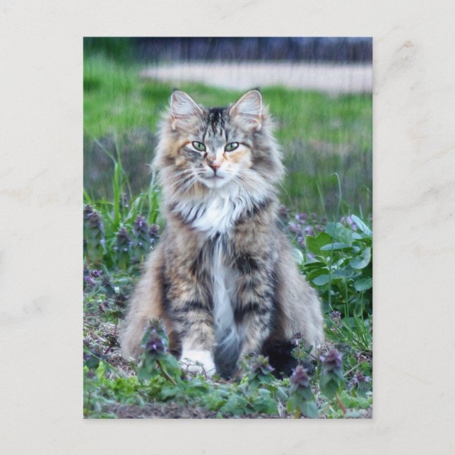 Carte postale Calico Cat (Devant)