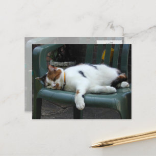 Carte Postale Calico cat allongé sur une chaise