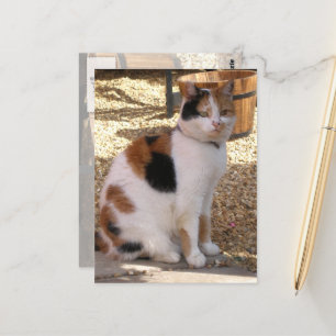 Carte Postale Calico cat dans le jardin