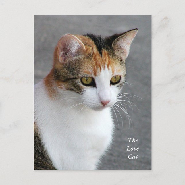 Carte Postale Calico Cat Love (Devant)