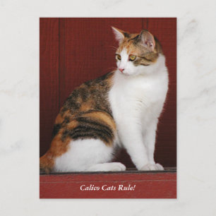 Carte Postale Calico Cats Rule! Post Card