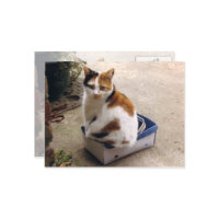 Calico chat assis dans une boîte