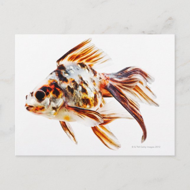 Carte Postale Calico Fantail Comet poisson rouge (Devant)