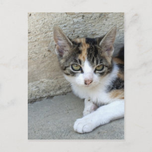 Carte Postale Calico Kitten