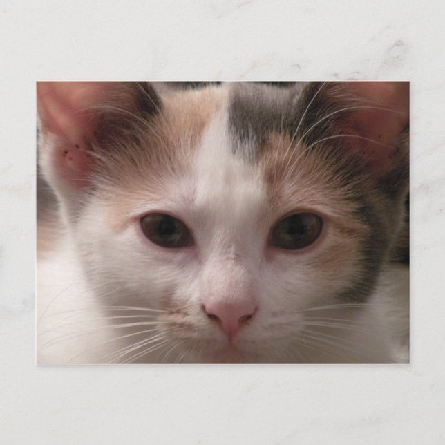 Carte postale Calico kitten (Devant)