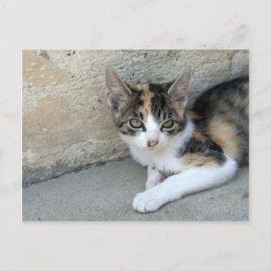 Carte Postale Calico Kitten