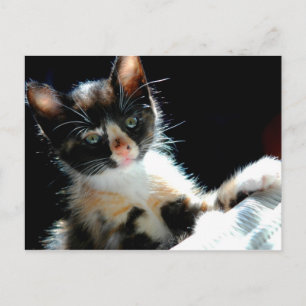 Carte postale Calico Kitten