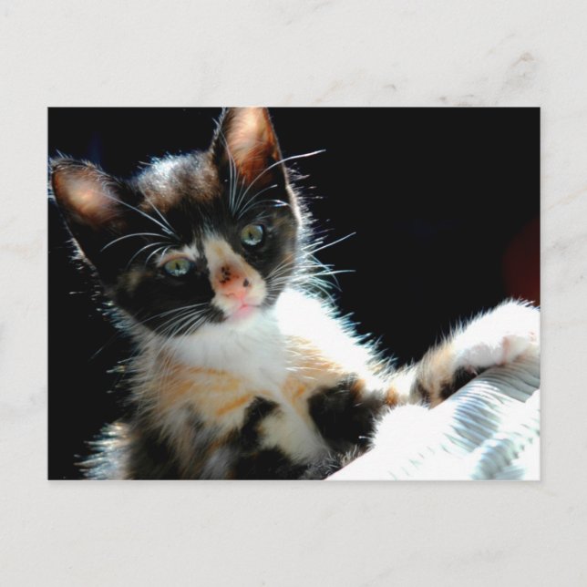 Carte postale Calico Kitten (Devant)