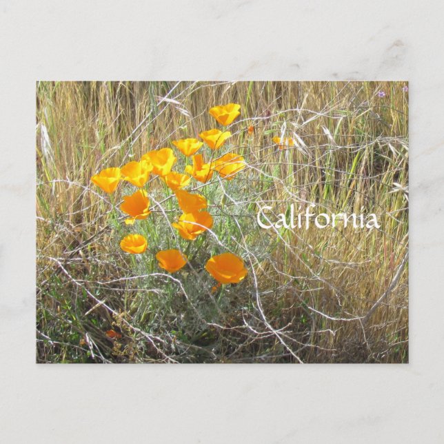 Carte postale - California Poppy (Devant)