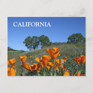 Carte postale California Poppy