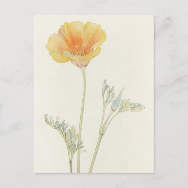 Carte Postale California Poppy par Margaret Armstrong (Devant)