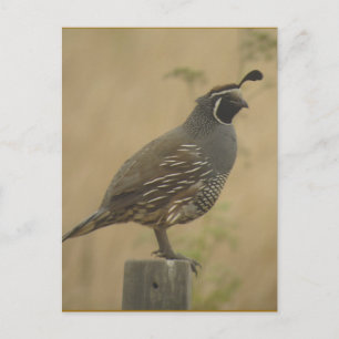 Carte postale California Quail
