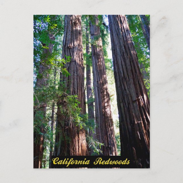 Carte postale California Redwoods (Devant)