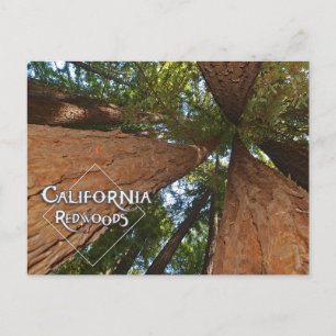 Carte Postale California Redwoods - Big Trees Postcard 