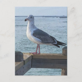 Carte postale California Seagull