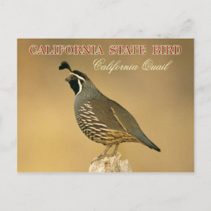 Carte Postale California State Bird - Californie Quail