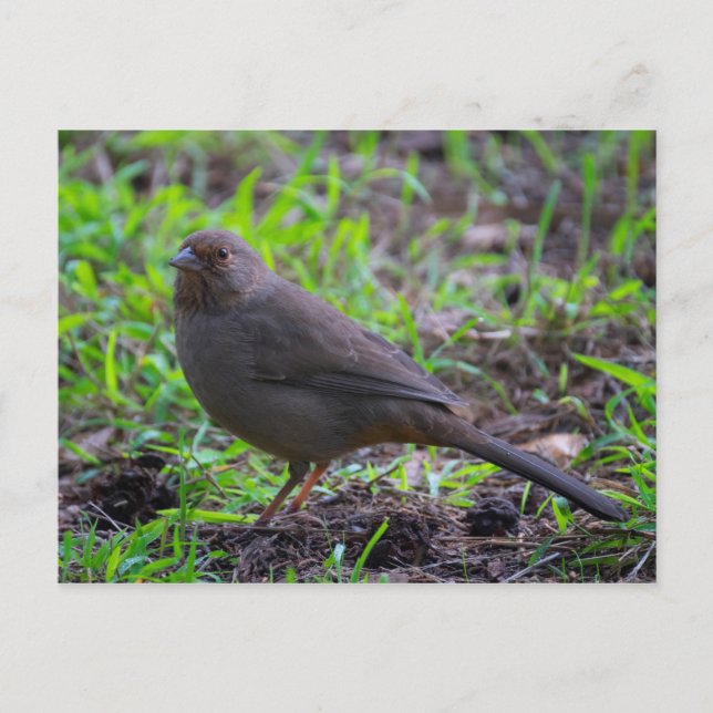 Carte Postale California Towhee (Devant)