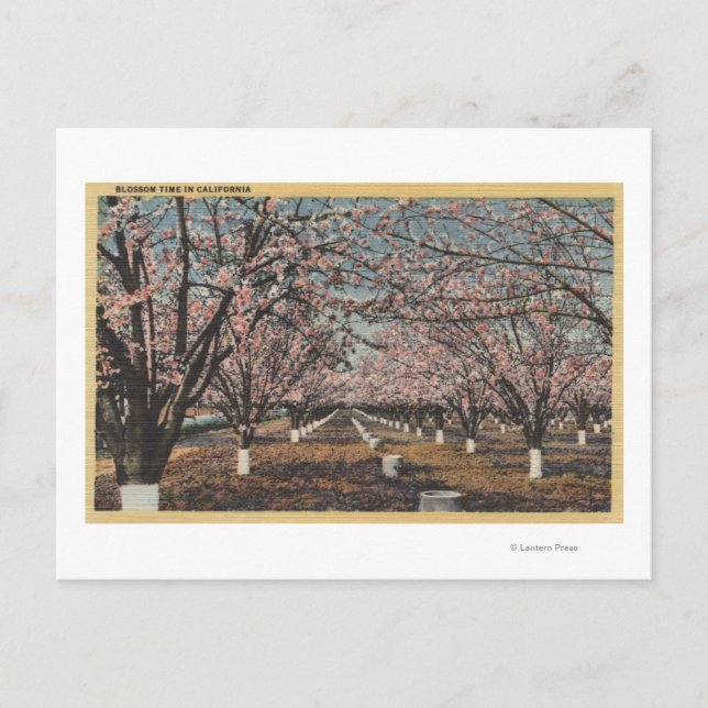 Carte Postale CaliforniaBlossom sur les arbres (Devant)